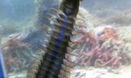 八重虫子爆料视频大全,揭秘幕后真相与精彩瞬间